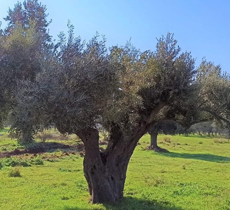 Περιφερειακή Ενότητα Χίου: Διακήρυξη ανοικτού ηλεκτρονικού διαγωνισμού δακοκτονίας έτους 2022.