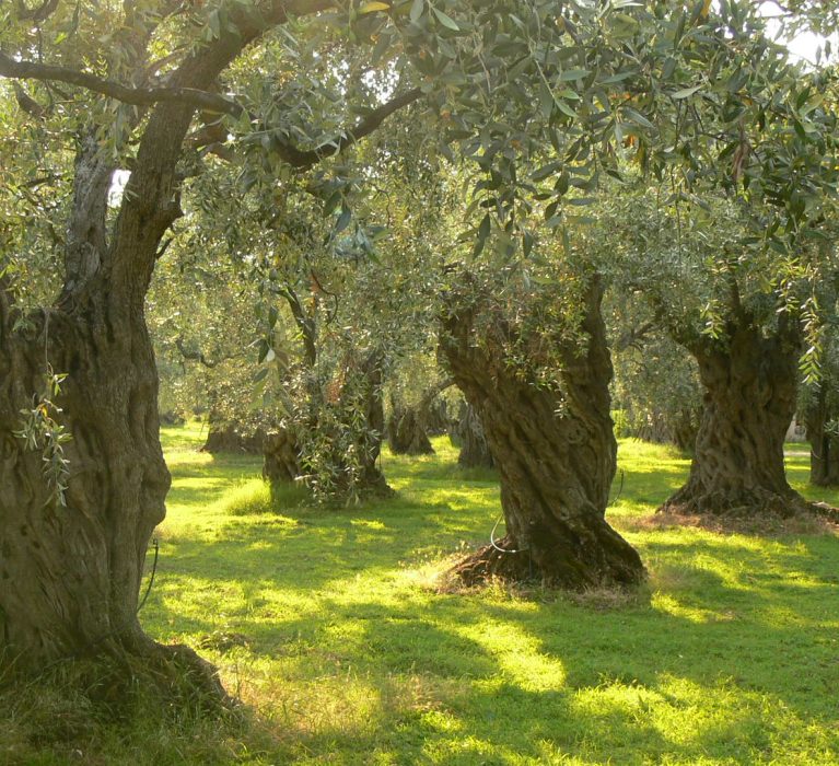 Περιφερειακή Ενότητα Χίου: Διακήρυξη για την παροχή υπηρεσιών για τον από εδάφους δολωματικό ψεκασμό των ελαιόδεντρων.