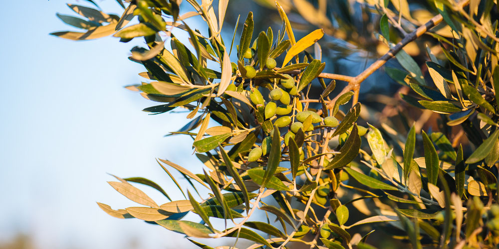 ΑΝΑΡΤΗΣΗ ΔΙΑΚΗΡΥΞΗΣ 1/2024 ΓΙΑ ΤΗΝ ΕΡΓΟΛΑΒΙΑ ΔΑΚΟΚΤΟΝΙΑΣ ΣΤΗΝ Π.Ε ΧΙΟΥ ΓΙΑ ΤΟ ΕΤΟΣ 2024